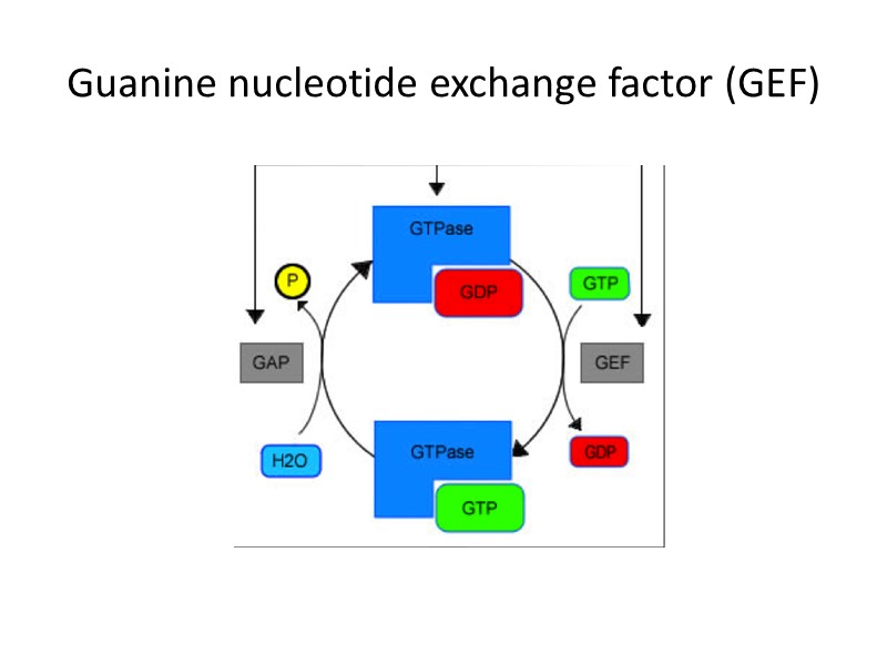 Guanine nucleotide exchange factor (GEF)